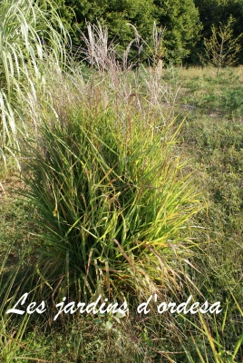 Miscanthus sinensis africa